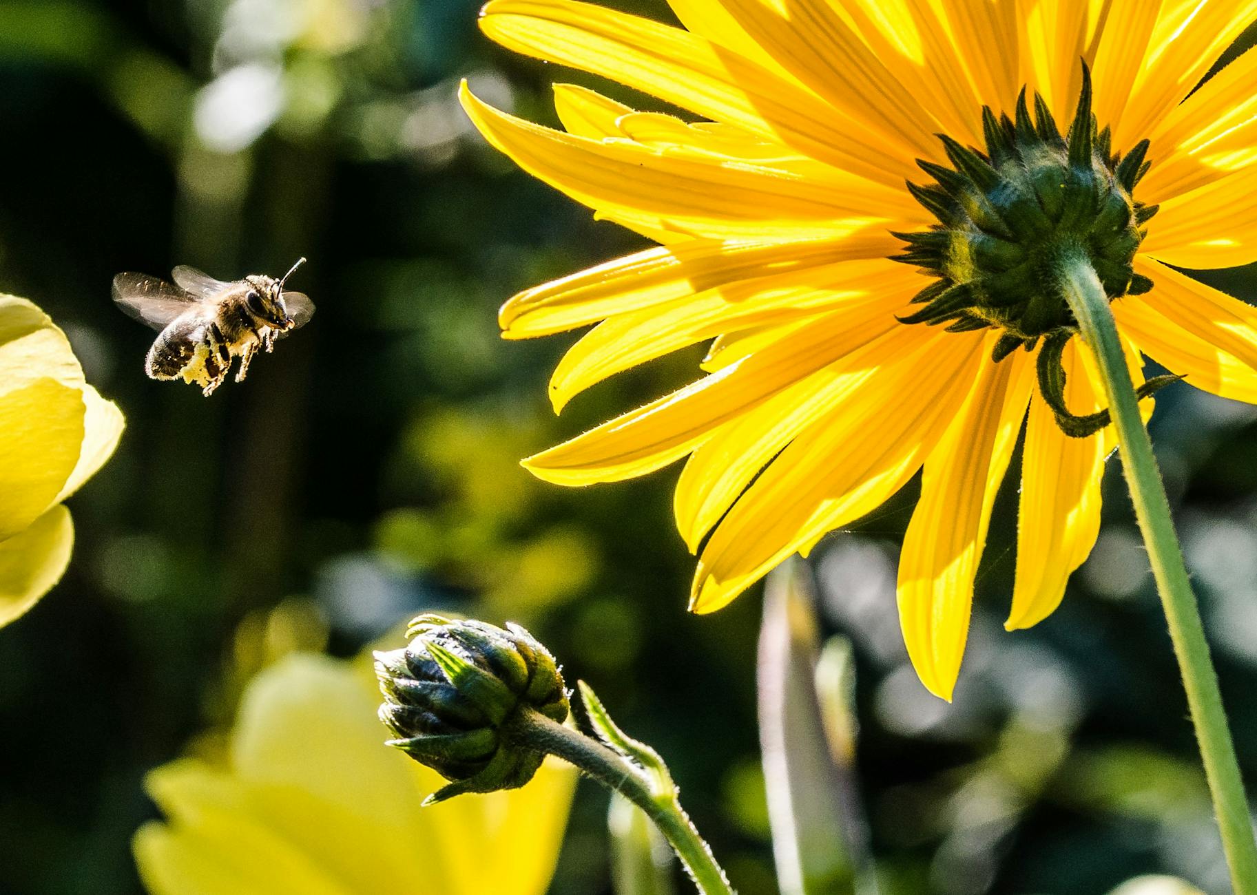 Macro shot of a bee pollinating yellow flowers, showcasing nature's vibrant beauty during spring.